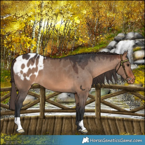 Horse Color:Bay Dun Appaloosa 