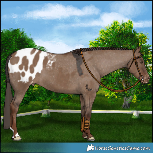 Horse Color:Liver Red Dun Appaloosa