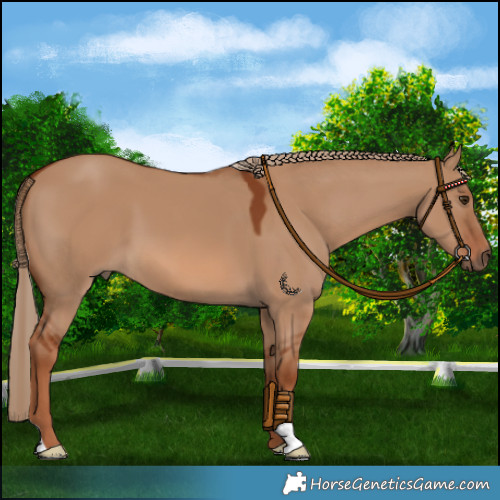 Horse Color:Red Dun 