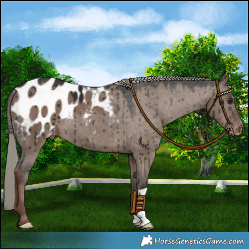Horse Color:Liver Red Dun Mushroom Appaloosa Brindle 