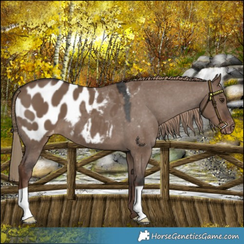 Horse Color:Liver Red Dun Appaloosa 