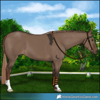 Horse Color:Liver Red Dun 
