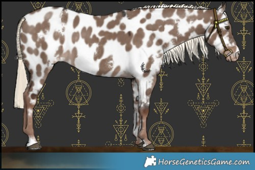 Horse Color:White Spotted Liver Red Dun Mushroom Appaloosa 