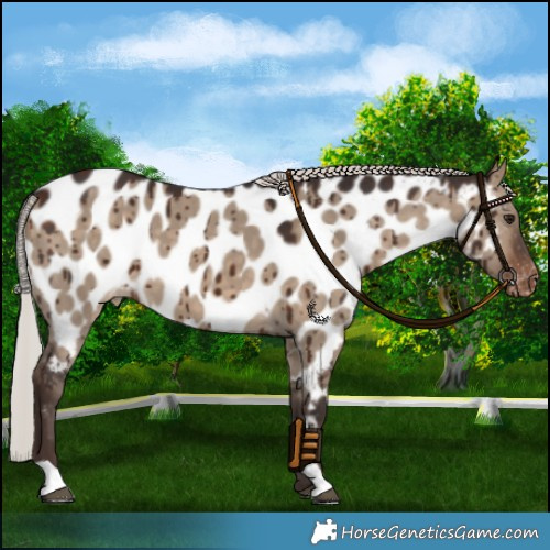 Horse Color:Silver Brown Dun Appaloosa Brindle