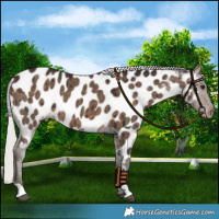 Horse Color:Silver Brown Dun Near Leopard Brindle 