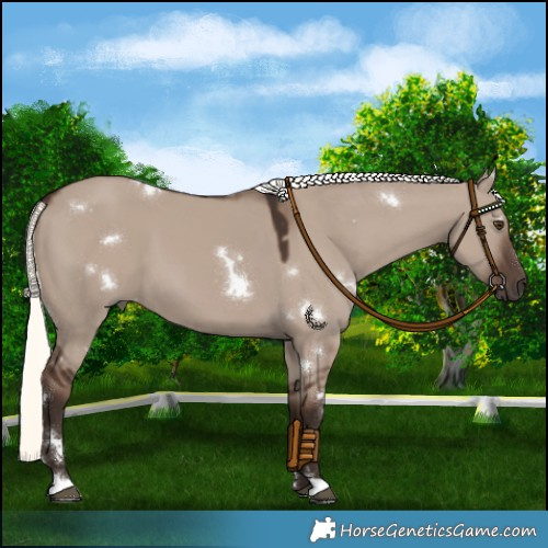Horse Color:White Spotted Liver Red Dun Mushroom