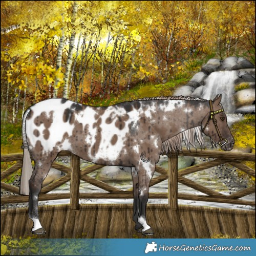 Horse Color:White Spotted Liver Red Dun Appaloosa Brindle 