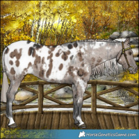 Horse Color:White Spotted Liver Red Dun Appaloosa Brindle 