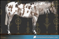 Horse Color:White Spotted Liver Red Dun Blanket Brindle