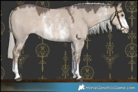 Horse Color:Liver Red Dun Mushroom Sabino 