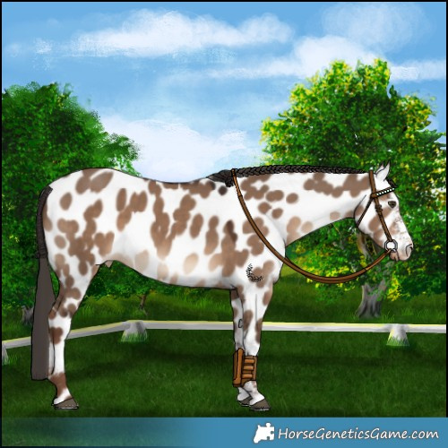 Horse Color:Liver Red Dun Sabino Appaloosa