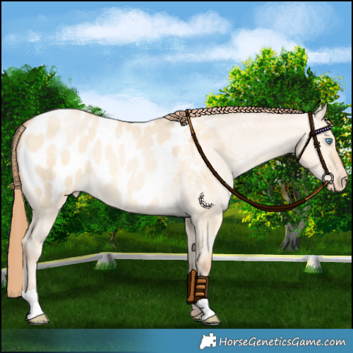 Horse Color:Buckskin Pearl Dun Appaloosa
