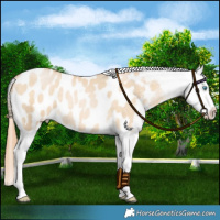 Horse Color:Buckskin Pearl Dun Blanket