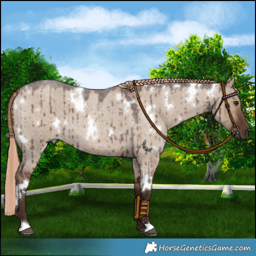 Horse Color:White Spotted Liver Red Dun Roan Brindle