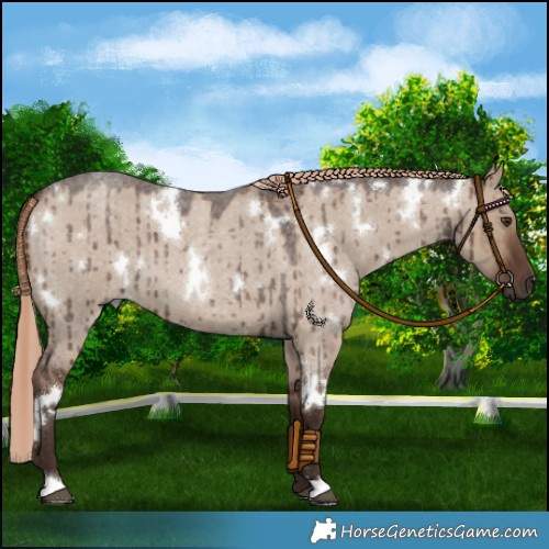 Horse Color:White Spotted Liver Red Dun Roan Brindle 