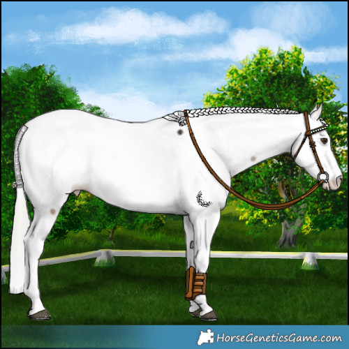 Horse Color:White Spotted Liver Red Dun Mushroom Appaloosa Brindle