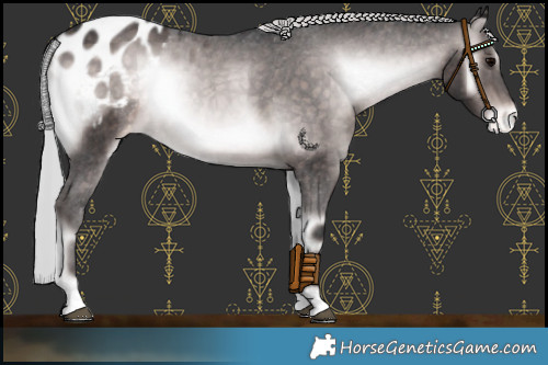Horse Color:Platinum Silver Brown Onyx Appaloosa