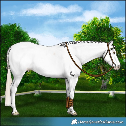 Horse Color:White Spotted Chocolate Palomino Roan Dun Mushroom Appaloosa