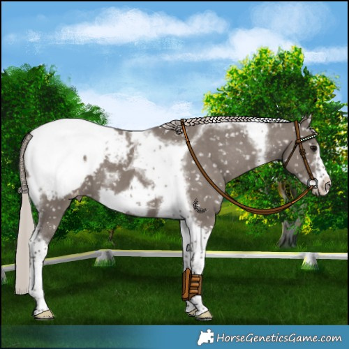 Horse Color:Silver Grullo Tobiano Frame Appaloosa Brindle