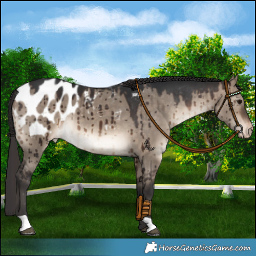 Horse Color:Brown Dun Appaloosa Brindle