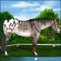 Horse Color:Brown Dun Appaloosa Brindle 