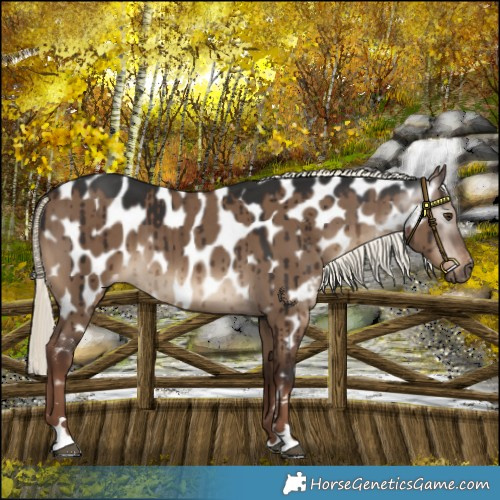 Horse Color:Gray Liver Red Dun Mushroom Near Leopard Brindle 