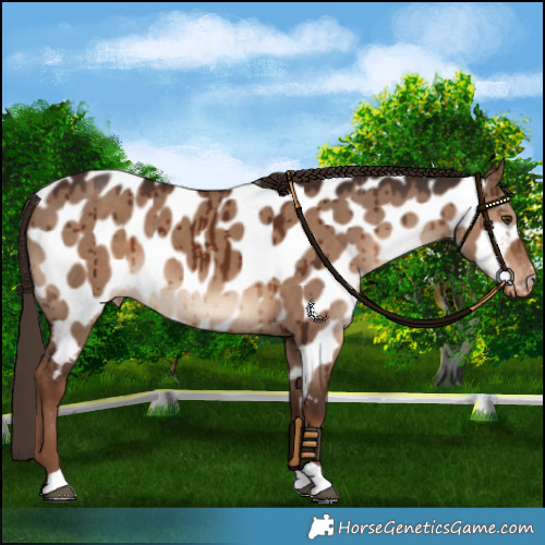 Horse Color:Liver Red Dun Appaloosa Brindle 