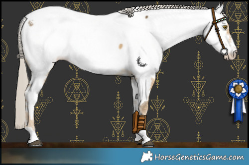 Horse Color:White Spotted Chocolate Palomino Dun Mushroom Appaloosa Brindle 