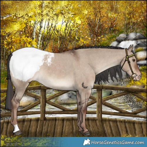 Horse Color:Liver Red Dun Appaloosa 