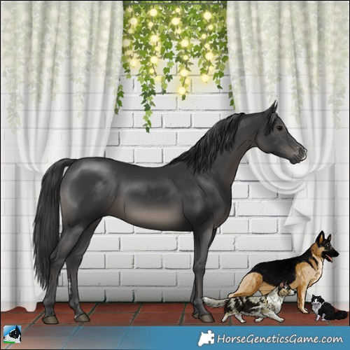 Horse Color:Black Sabino Rabicano 