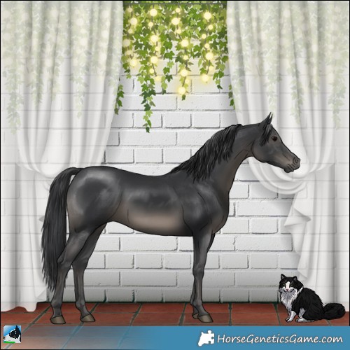 Horse Color:Black Rabicano