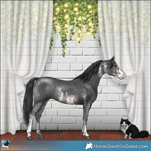 Horse Color:Black Sabino Rabicano 