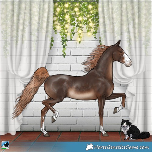 Horse Color:Liver Chestnut Sabino Rabicano 