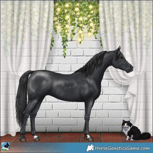 Horse Color:Black Mushroom Rabicano 