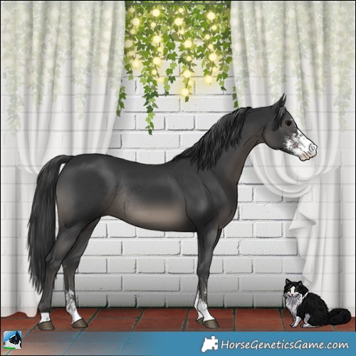 Horse Color:Black Sabino Rabicano 