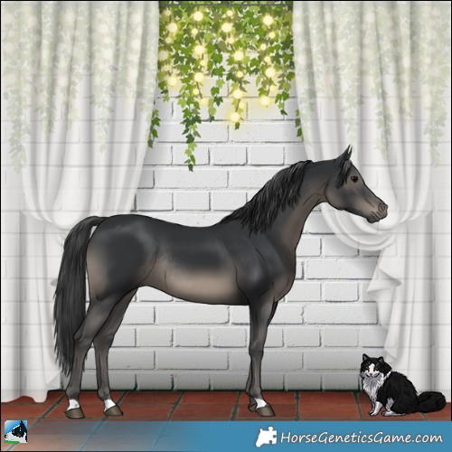 Horse Color:Black Rabicano 