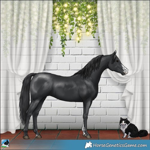 Horse Color:Black Sabino Rabicano 