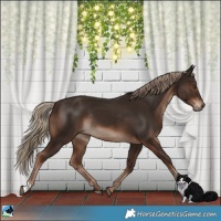 Horse Color:Liver Chestnut Rabicano