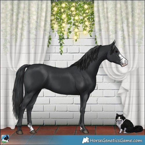 Horse Color:Black Sabino Rabicano