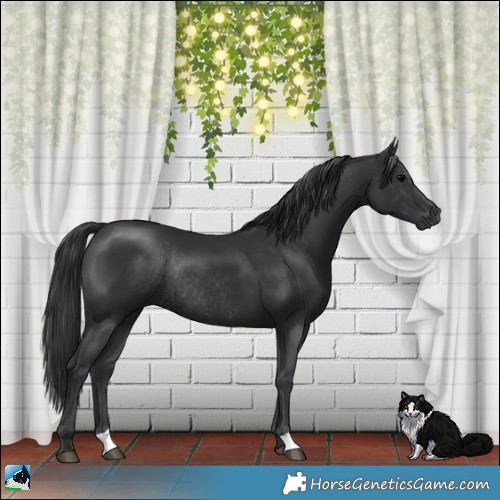 Horse Color:Black Rabicano