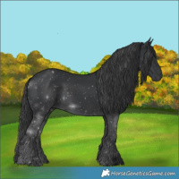 Horse Color:Black 