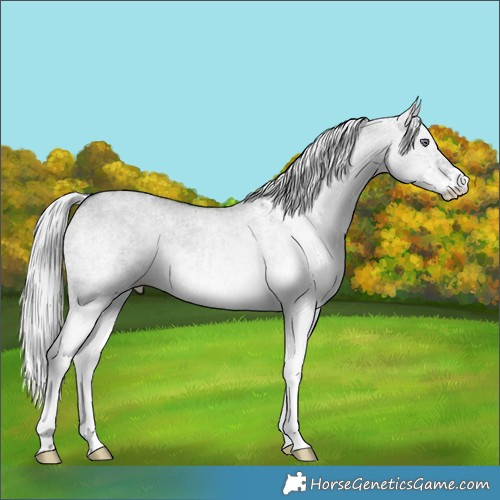 Horse Color:White Spotted Silver Grullo Chinchilla 