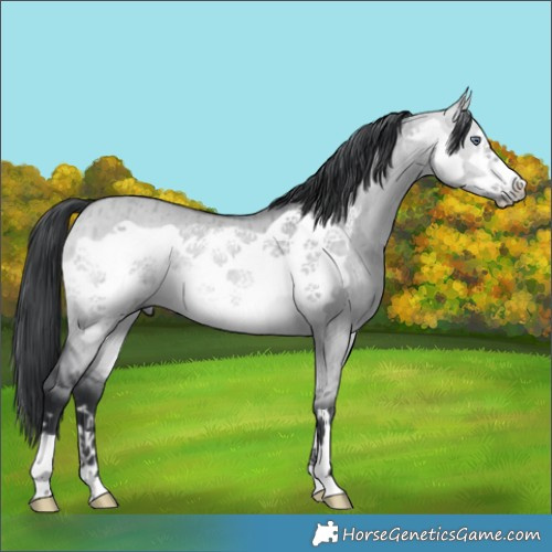Horse Color:Bay Chinchilla Dun Frame Brindle 