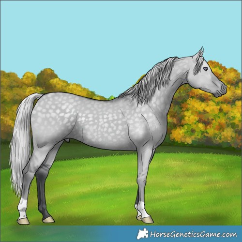 Horse Color:Silver Grullo Chinchilla 