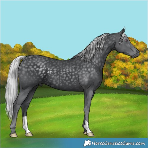 Horse Color:Silver Black Chinchilla 