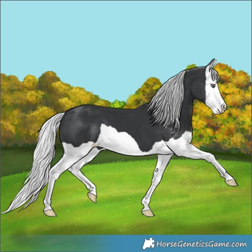 Horse Color:Silver Black Chinchilla Splash 