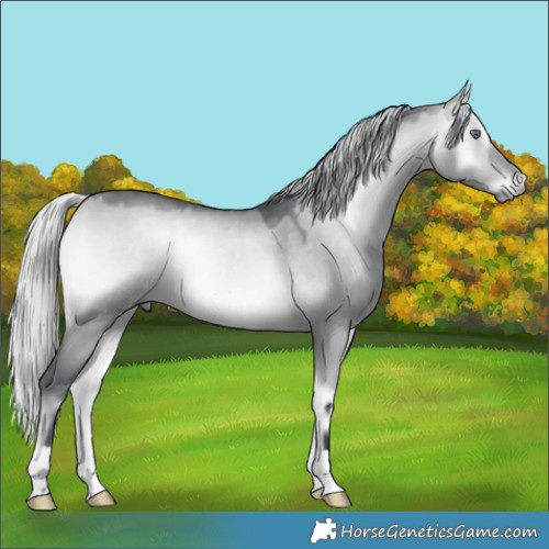 Horse Color:Silver Bay Chinchilla Onyx 