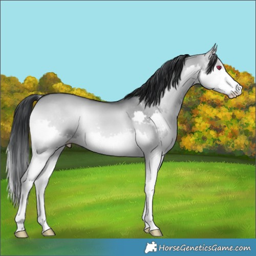 Horse Color:Grullo Chinchilla Onyx Splash 