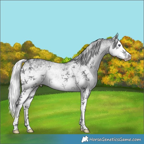 Horse Color:White Spotted Silver Black Chinchilla Splash 