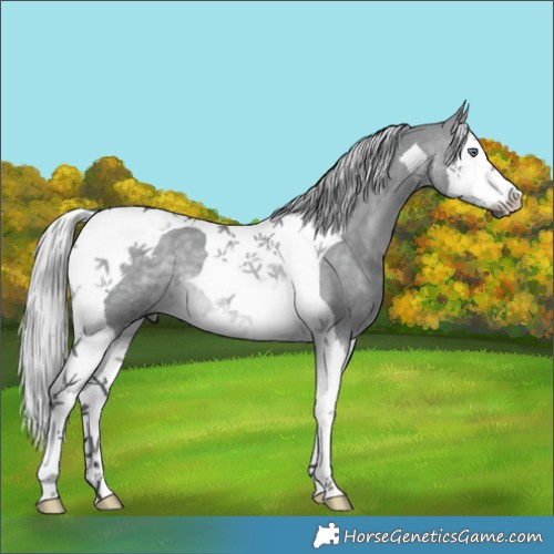 Horse Color:Silver Brown Chinchilla Dun Splash Tobiano 